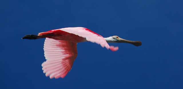 spoonbill